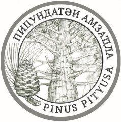 Pinus-rev